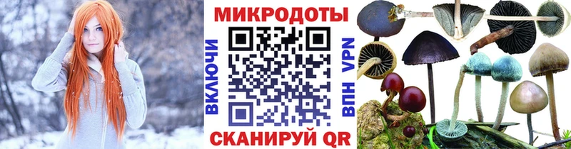 магазин продажи   Чекалин  Псилоцибиновые грибы Psilocybe 
