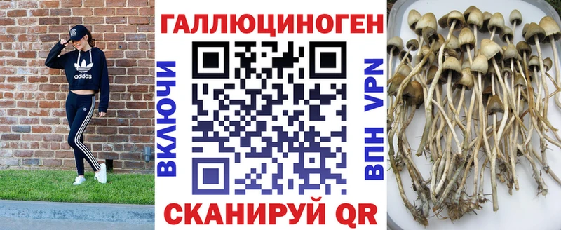 Псилоцибиновые грибы Psilocybine cubensis Чекалин